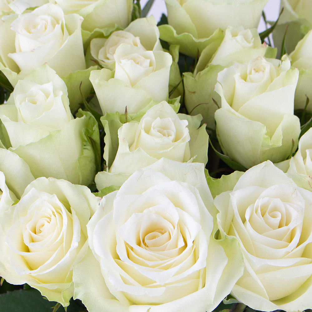 40 Weiße Rosen (40cm)