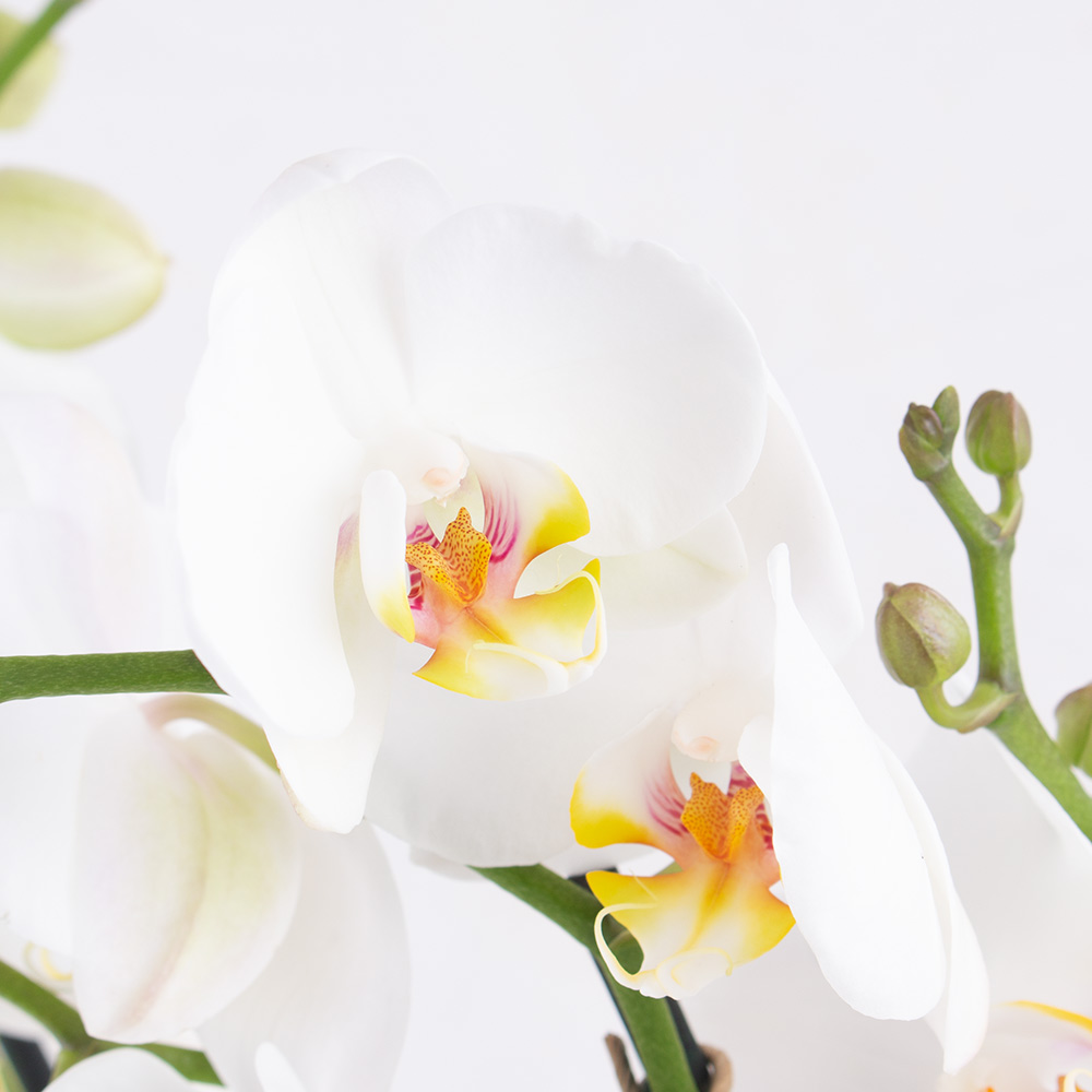 Weiße Orchidee (zwei Rispen) + gratis Topf | +/- 70 cm | ø 12cm | Phalaenopsis