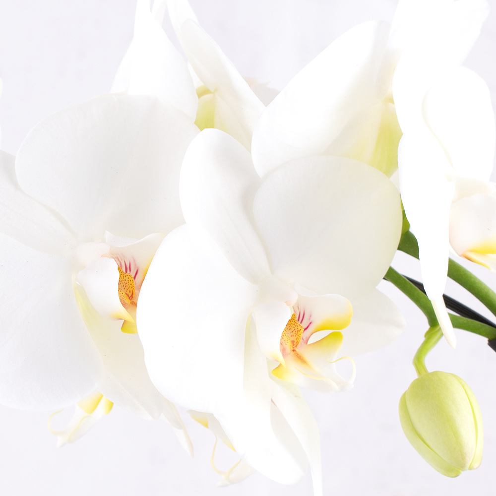 Orchideenbogen Weiß + gratis Topf | +/- 45 cm | ø 12 cm | Phalaenopsis