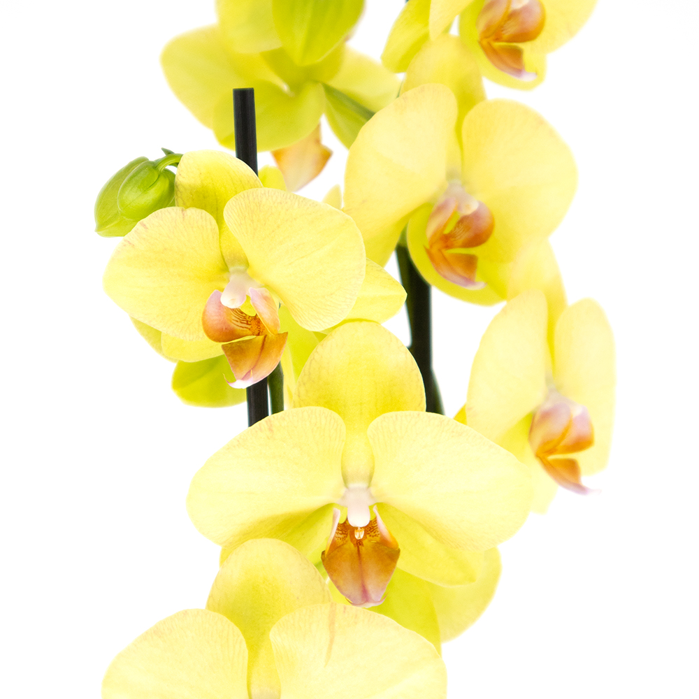 Gelbe Orchidee (zwei Rispen) + gratis Topf | +/- 70 cm | ø 12cm | Phalaenopsis