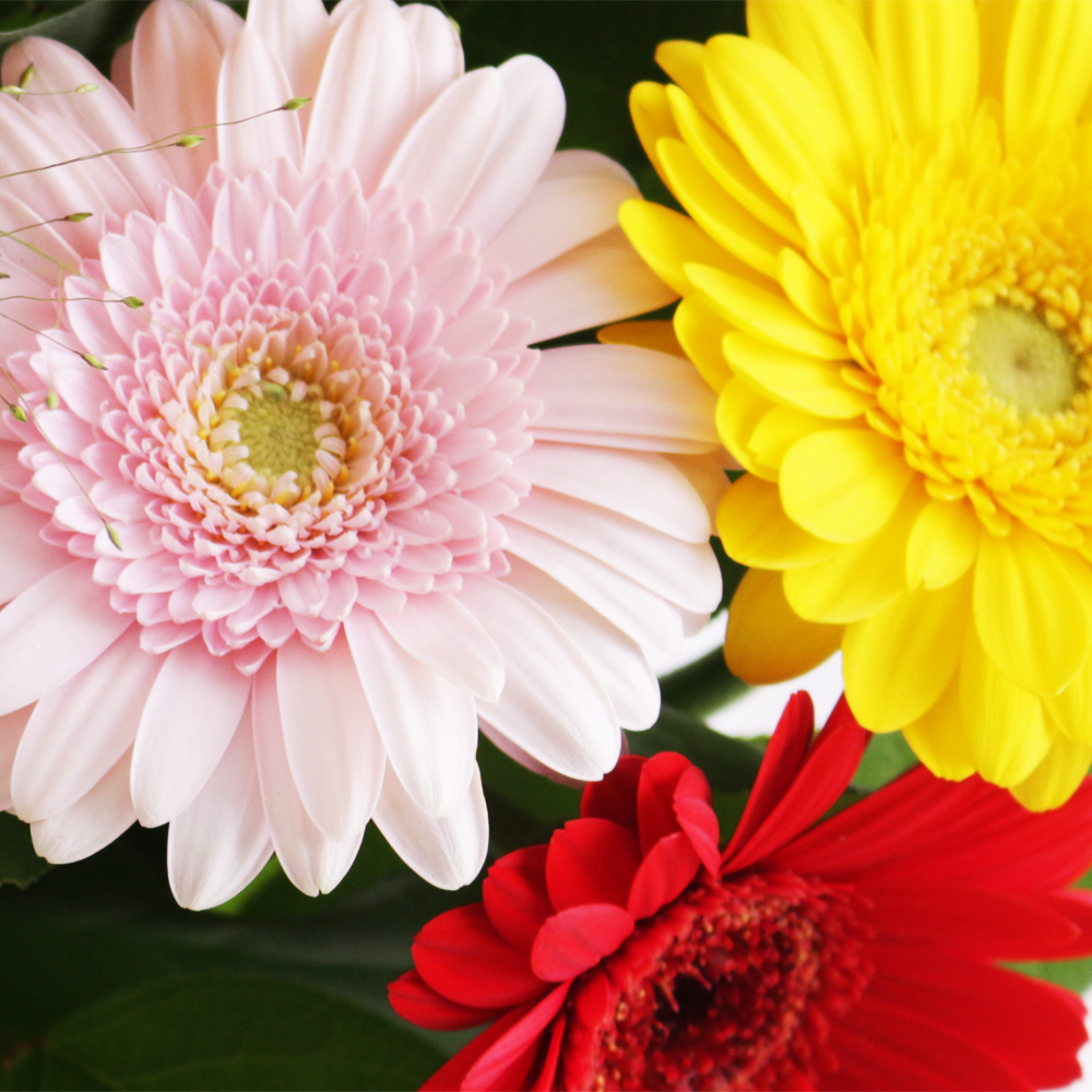 Blumenstrauß Bunte Gerbera